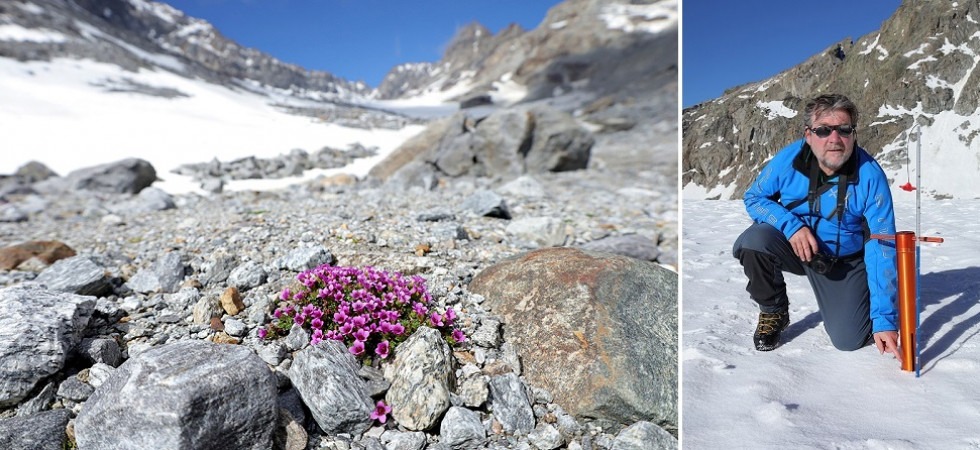Sui ghiacciai è già estate e spuntano i fiori: “Siamo ai minimi di sempre
